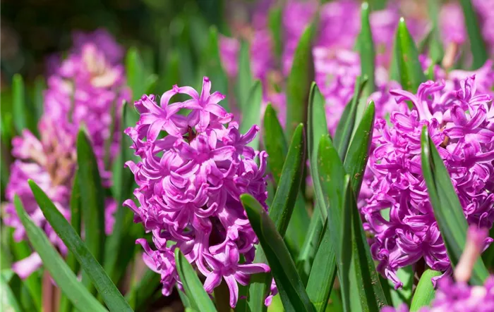 Hyacinthus orientalis 'Marconi'