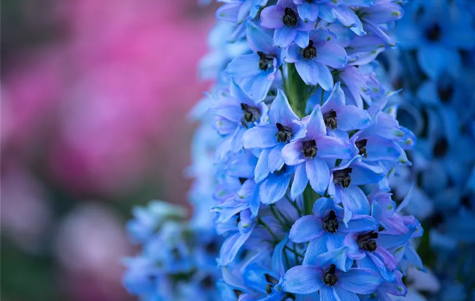 Delphinium x elatum, hellblau