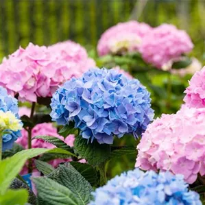 Hydrangea 'Endless Summer'®