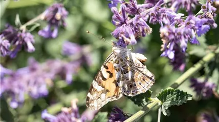 Schmetterling an Katzenminze