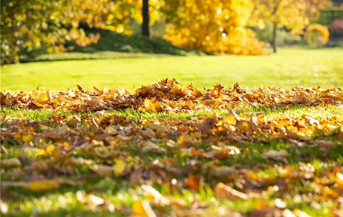 Herbst - Laub auf Rasen