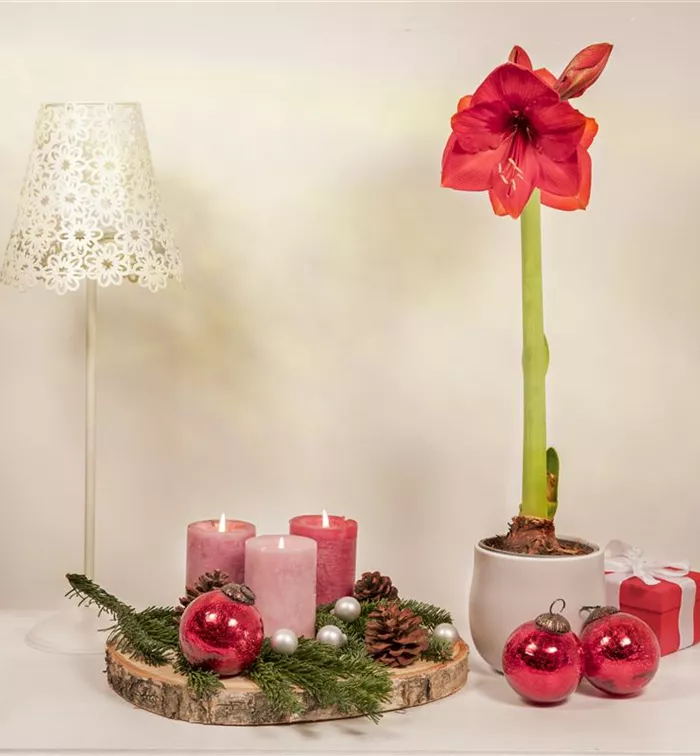 Weihnachtliche Dekoration mit Amaryllis