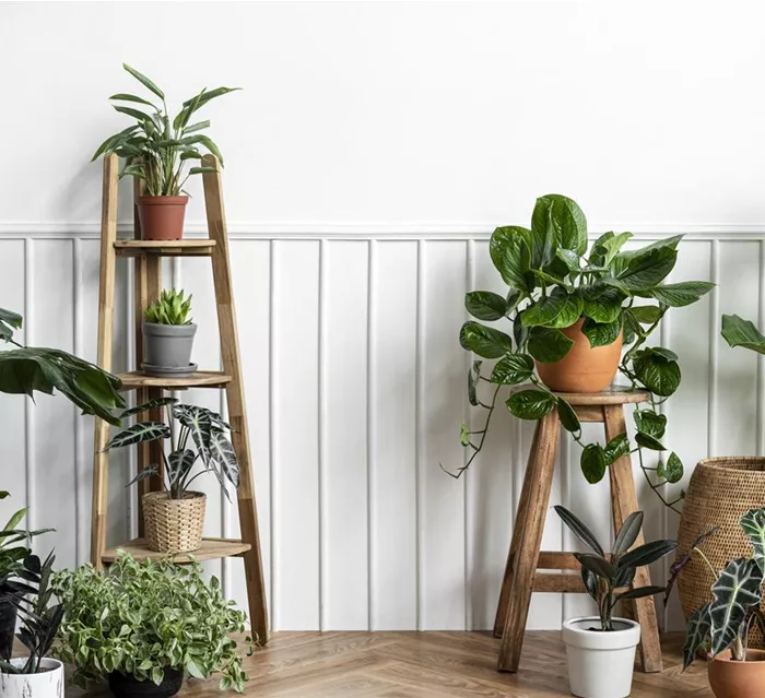 indoor-houseplants-in-a-corner-on-a-parquet-floor.jpg