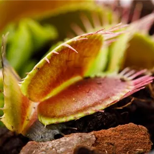 Dionaea