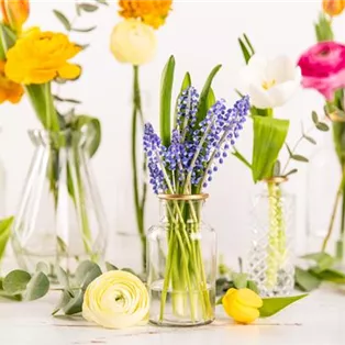 Frühling - verschiedene Blumen in Vasen