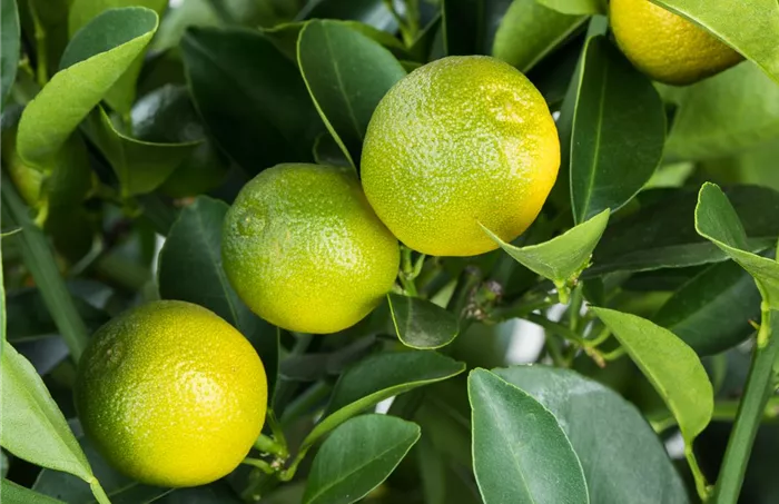 Citrus madurensis