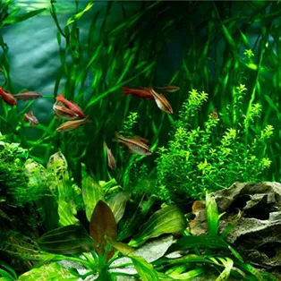 tropical-fish-freshwater-aquarium-underwater-world-plants-fish.jpg