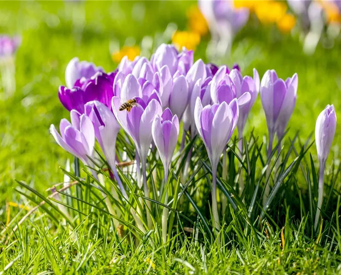 Crocus vernus