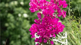 Bougainvillea