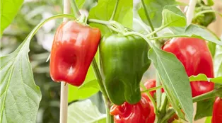 Capsicum annuum 'Pick a Pep'®