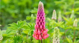 Lupinus polyphyllus 'Schlossfrau'