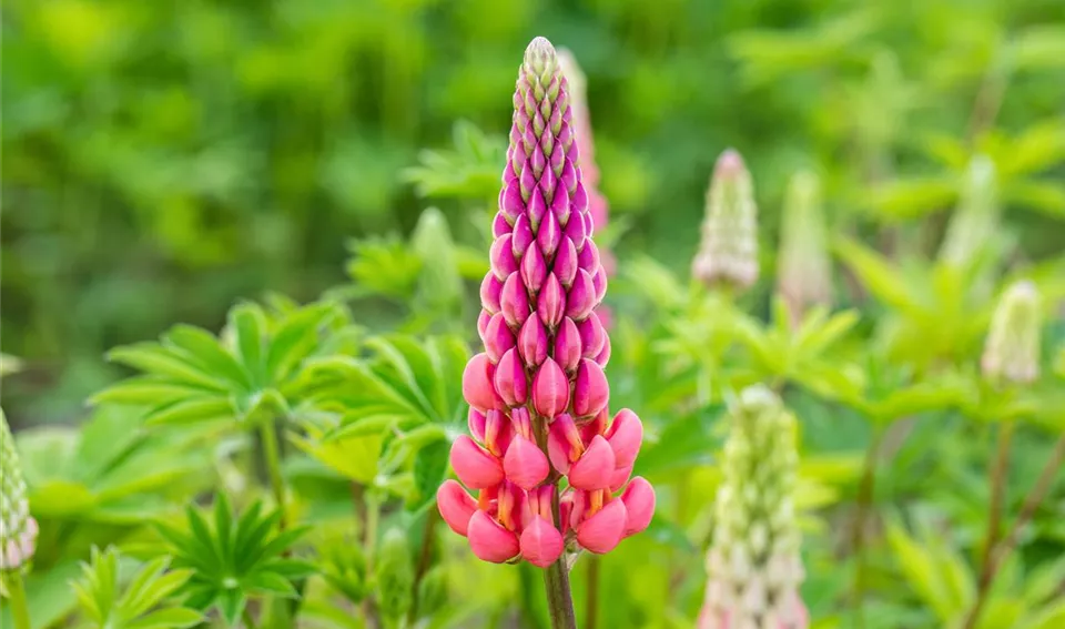 Lupinus polyphyllus 'Schlossfrau'