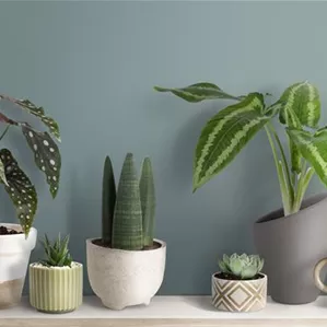 cute-small-plants-on-a-shelf.jpg