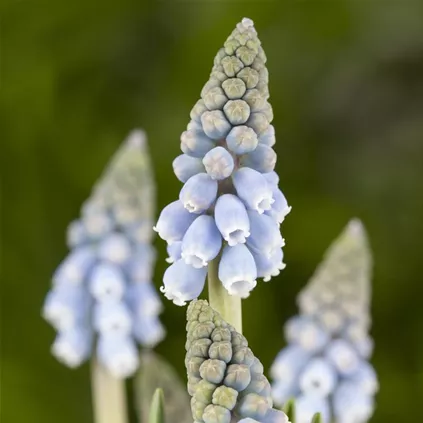 Muscari