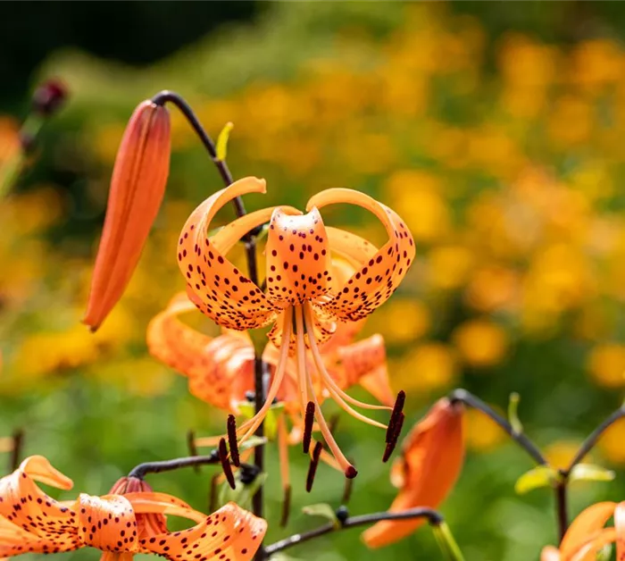 Lilium lancifolium