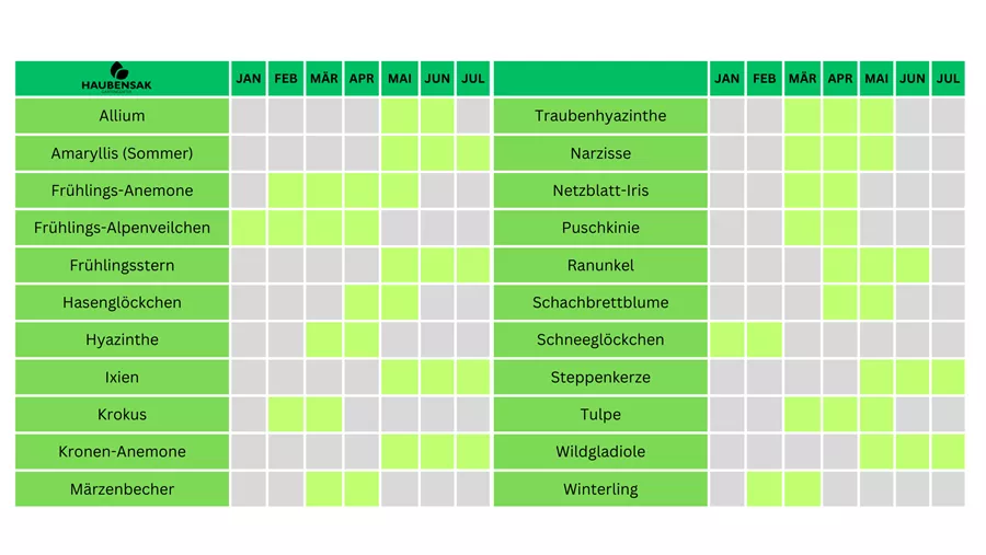 Blumenzwiebeln Blütezeit Frühjahrsblüher.png