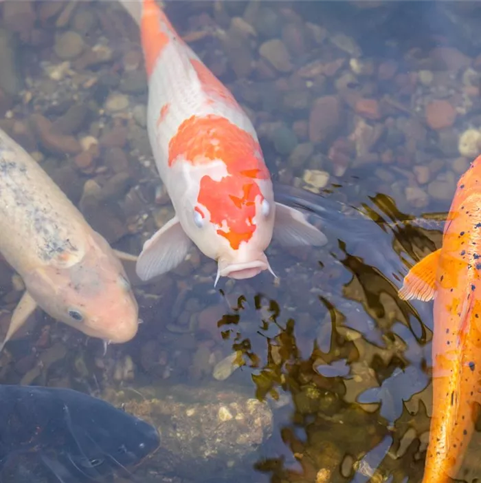 Fische im Teich